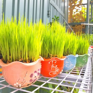 Cây Lúa non kèm chậu sứ cao cấp size 10x6