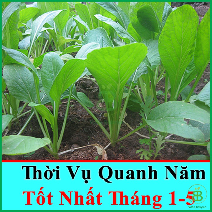 Hạt Giống Cải Ngọt Cao Sản 20Gr - Hạt Giống Cải Ngọt Dễ Trồng, Năng Suất Cao