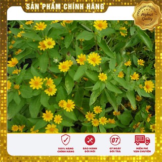 Hạt Giống Cúc Mặt Trời(50-100 hạt)