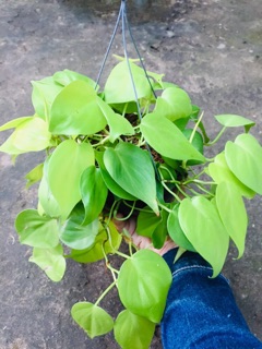 TRẦU BÀ TIM VÀNG GÁO DỪA