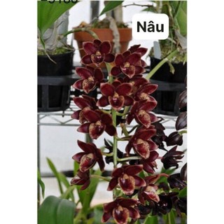 Lan Thiên Nga chậu to ( 4 màu chọn được)