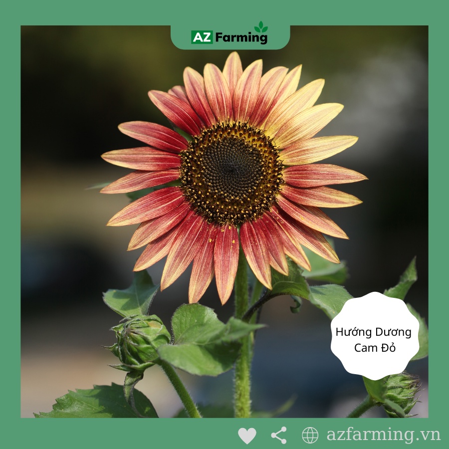 Hạt Giống Hoa Hướng Dương Gói 50 Hạt - AZ Farming