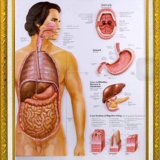 Tranh y khoa 2d và tranh nổi 3d