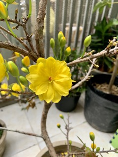 Mai Huỳnh Tỷ_ Cây ghép loại trung 60cm chơi tết