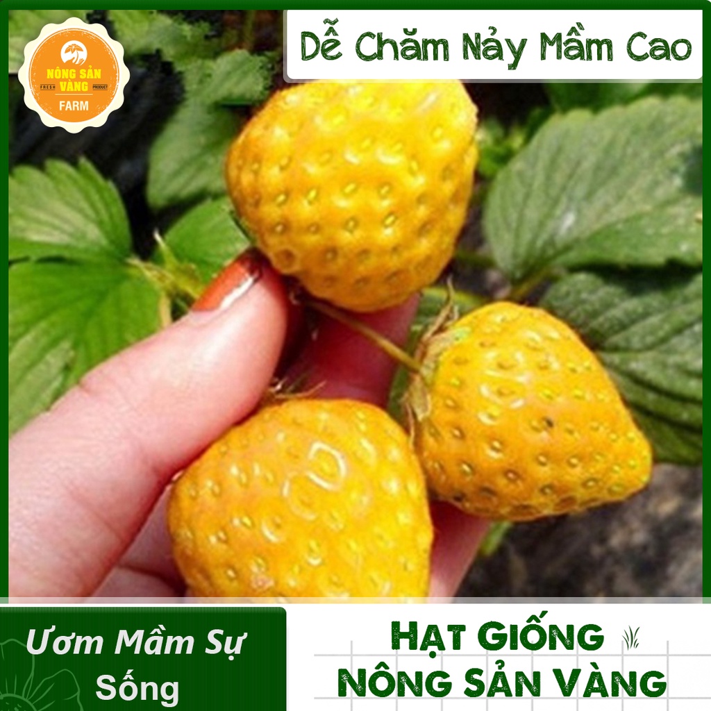 Hạt giống Dâu Tây Vàng ( Gói 30 Hạt ) - Nông Sản Vàng