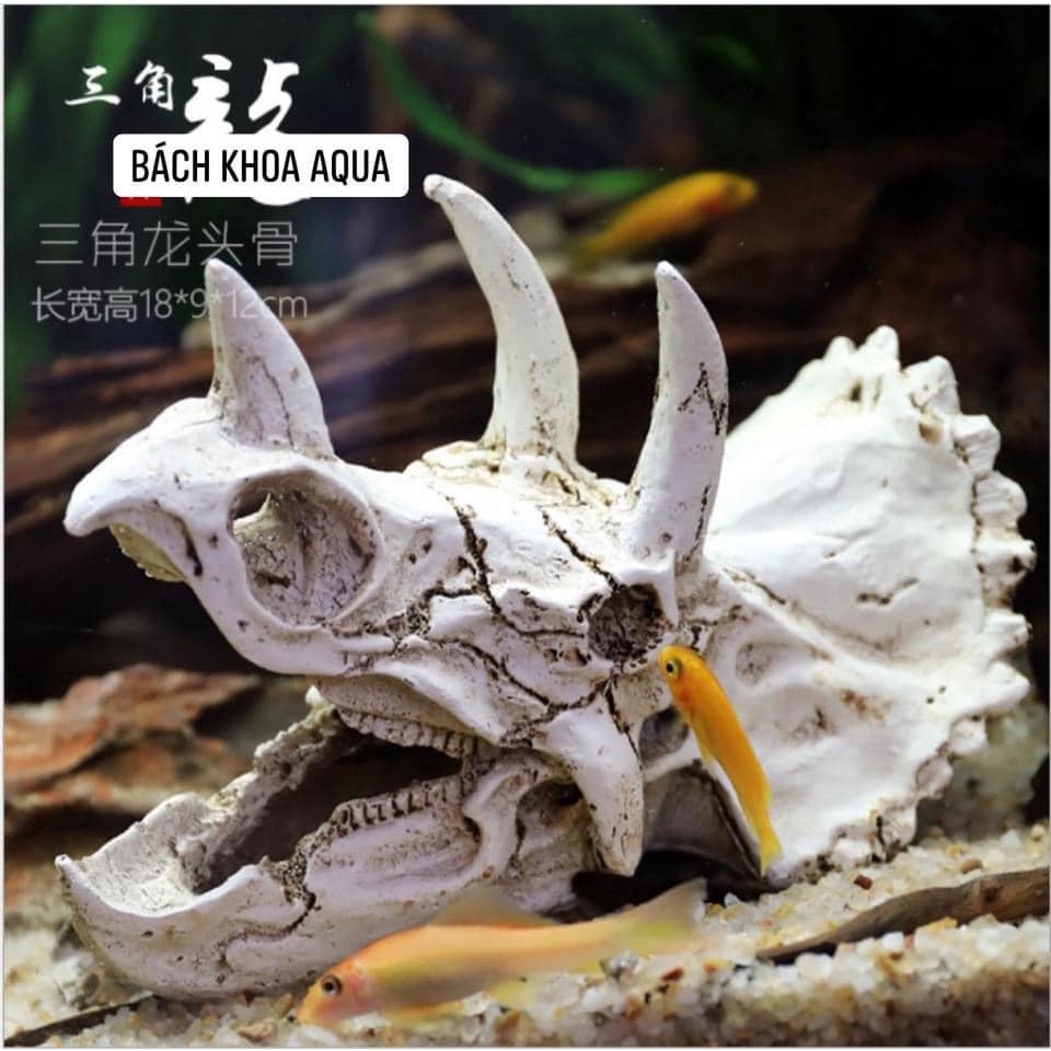 Tượng đầu khủng long 3 sừng đủ size trang trí bể cá