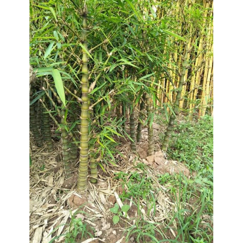 CÂY GIỐNG TRÚC ĐÙI GÀ HÀNG GỬI ĐI NGUYÊN CHẬU -SIÊU RẺ
