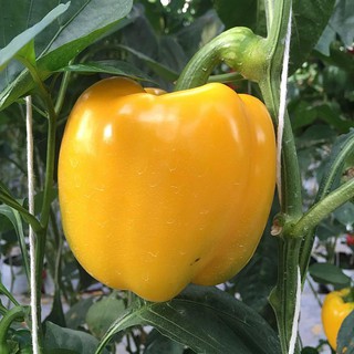 Hạt giống ớt chuông vàng F1 siêu quả - tặng gói hạt giống ngẫu nhiên