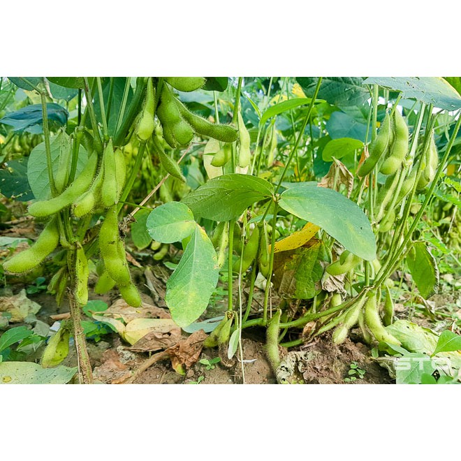 500g đỗ tương quê - đậu nành quê hạt mẩy đẹp