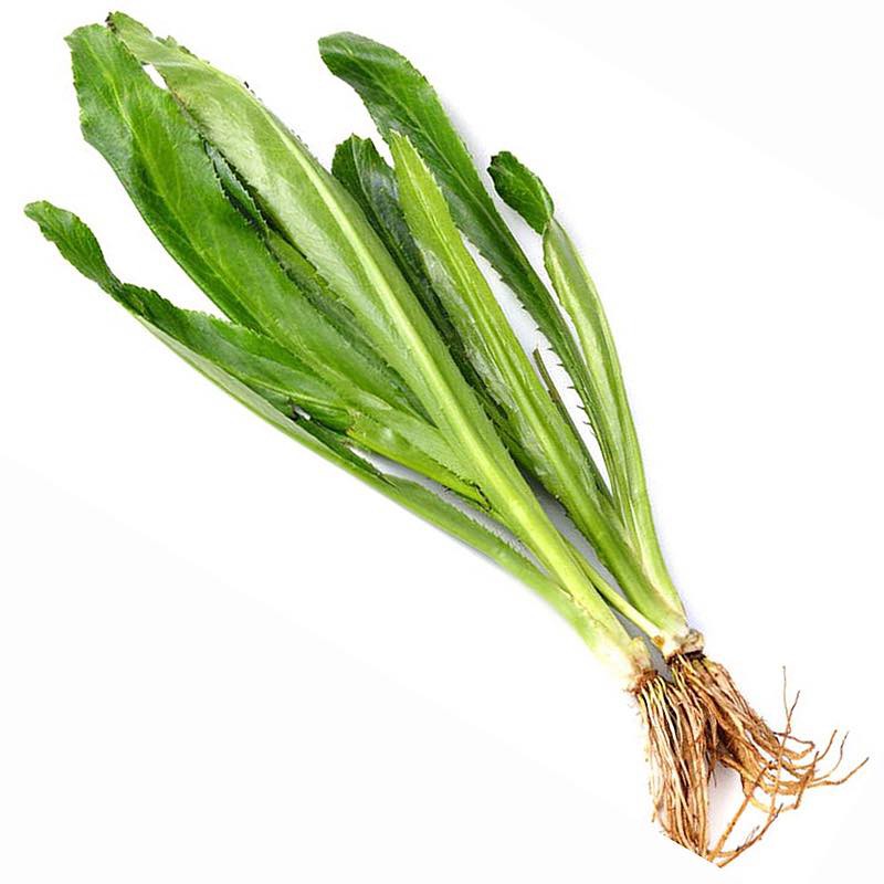 Hạt giống Ngò Gai Lá Dài (gói 10g)