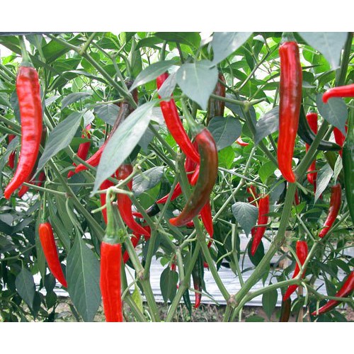 Hạt giống ớt chỉ thiên gói 0.2gr