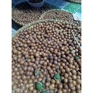 Hạt dinh dưỡng mắc ca sấy chín