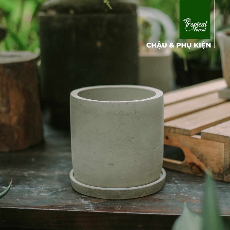 Chậu xi măng trồng cây nhiều kiểu dáng TROPICAL FOREST