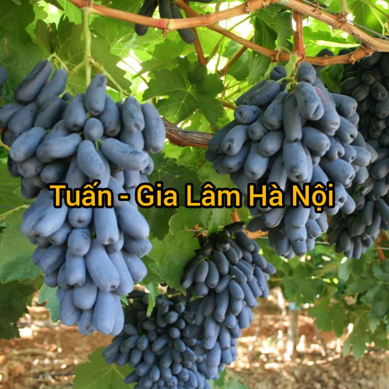 Cây nho móng tay chuẩn giống đại học nông nghiệp 1