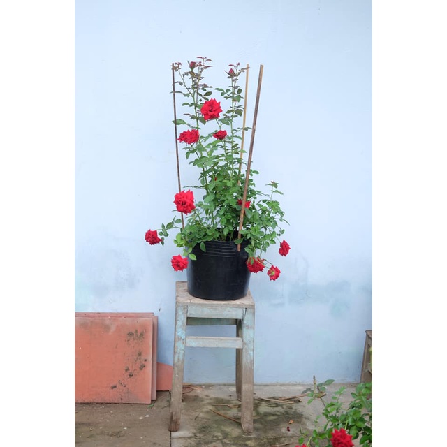 Cây hoa hồng siêu nụ  cao 30-40cm