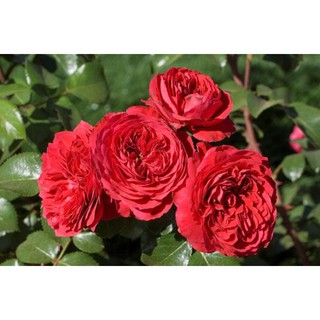 cây hoa hồng red eden