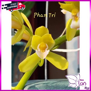 Lan Kiếm 🍀FREESHIP🍀 Kiếm Phan Trí - Xanh Huế - Vàng Tây Ninh [ Cây Giống ]