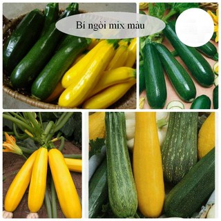 BỘ HẠT GIỐNG BÍ NGÒI XANH VÀ BÍ NGÒI VÀNG + (Kèm kích thích hạt nảy mầm)
