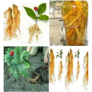 5 Hạt giống nhân sâm hàn quốc (Kèm kích thích hạt nảy mầm)