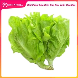 Hạt giống Xà Lách Baby Ăn Non-10gr Rạng Đông -Tỉ Lệ Nảy Mầm Cao, Thu Hoạch Quanh Năm, Ăn Ngon Ngọt, Tốt Cho Sức Khỏe