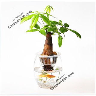 Cây kim ngân củ thủy sinh (Cây kim ngân một thân thủy sinh) - Cây kim ngân nhất trụ thủy sinh - Cây cảnh để bàn