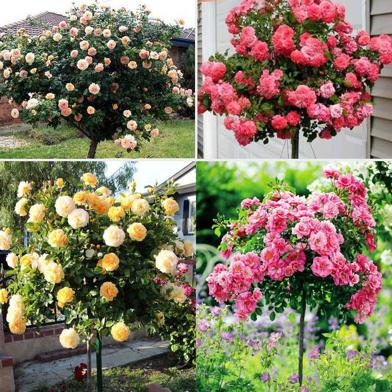 Cây giống hoa hồng thân gỗ bầu đất ổn định - Trang Flower