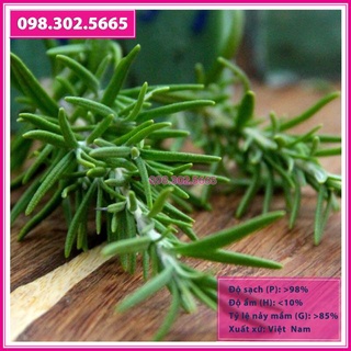 Hạt giống cây hương thảo