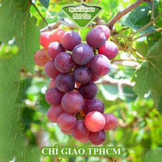 Nho đỏ Ninh Thuận tươi ngon [CHỈ GIAO TPHCM]
