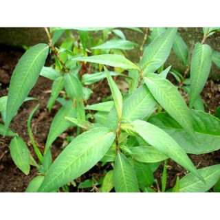 Chậu Rau Răm