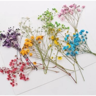 Hoa baby breath ướp khô cành nhỏ dùng trang trí thiệp, ly nước, bánh kem, resin, handmade