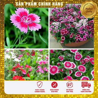 Hạt giống cải xoăn hạt giống rau cải 5 gói