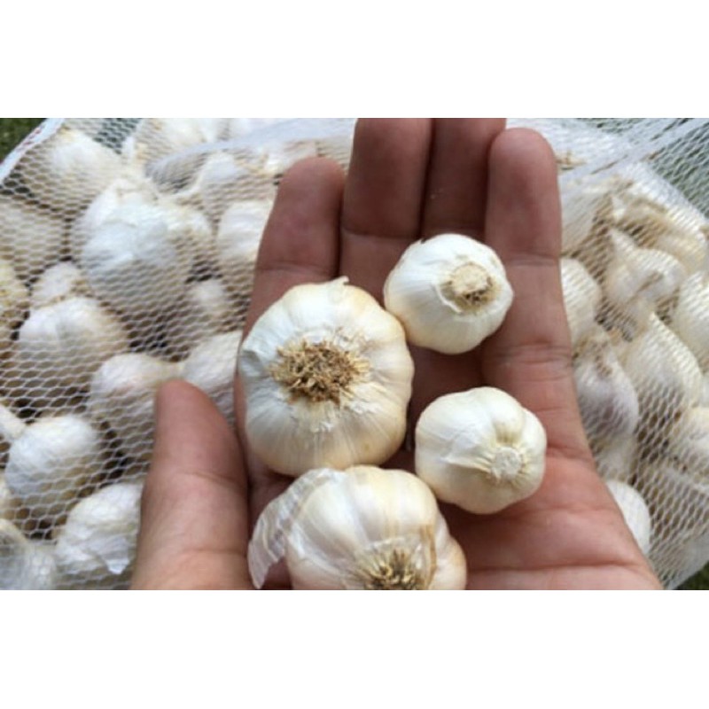 Vi sinh Tỏi cho cá- Chế phẩm EM tỏi kháng sinh tự nhiê