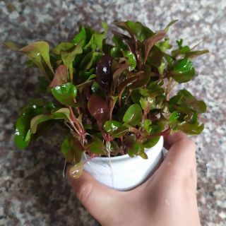 Cây thủy sinh HỒNG BA TIÊU.