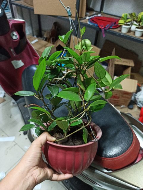 Lan cẩm cù trắng cây trưởng thành