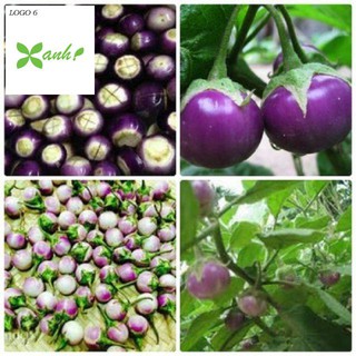 Hạt Giống Cà Pháo Tím 50 HẠT