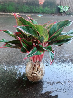 Chậu Phú Quý Thuỷ Sinh