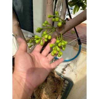 Cây 🌲 Mận An Phước...Roi đỏ cây  cao 1m6