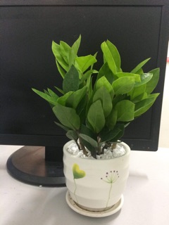 Kim tiền mini chỉ 120k cả chậu