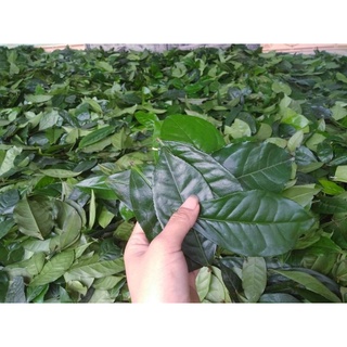 [100GRAM ] BỘT TRÀ XANH THÁI NGUYÊN