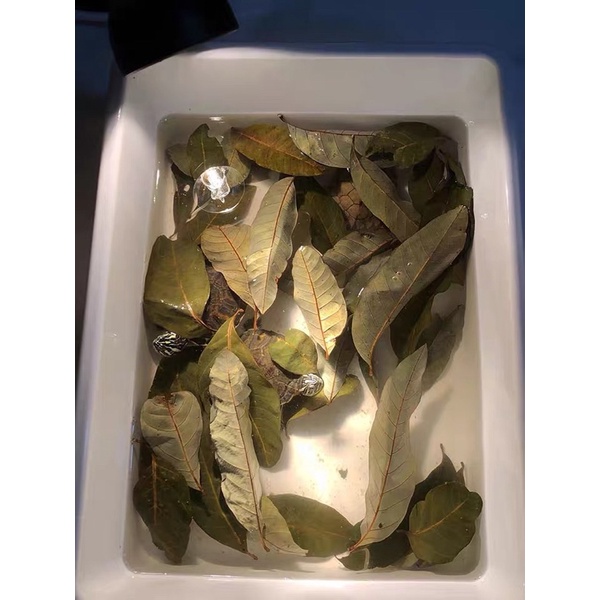 Lá nhãn khô dành cho rùa nước, baba