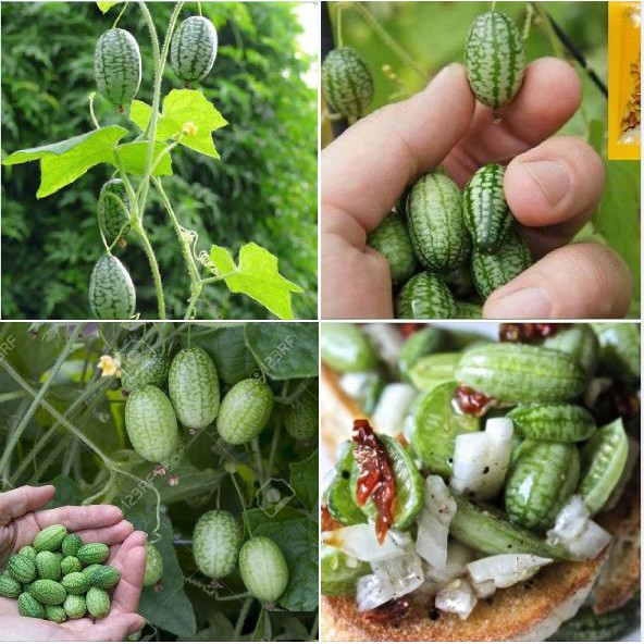 Hạt giống dưa hấu tí hon ( Gói 10 hạt/Tặng gói kích mầm hạt )