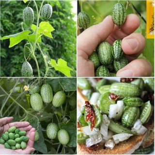Hạt giống dưa hấu tí hon ( Gói 10 hạt/Tặng gói kích mầm hạt )