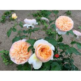 COMBO 3 cây hoa hồng Juliet bầu ổn dịnh