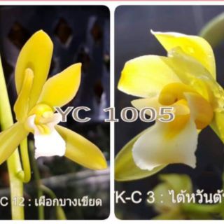 Lan kiếm mix màu