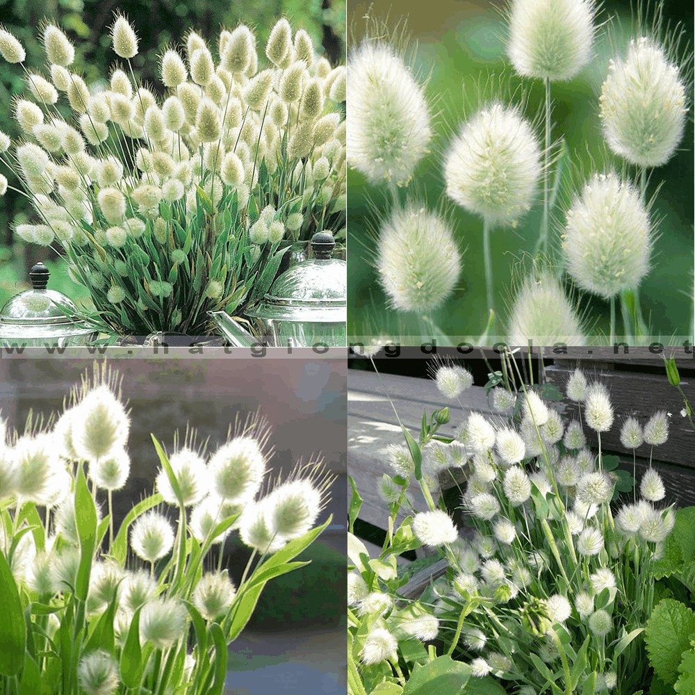 [GIÁ GỐC] Hạt Giống Cỏ Đuôi Thỏ - 0.2 gram