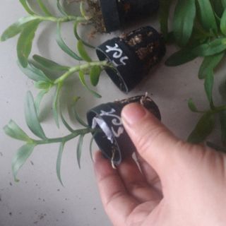 Phi điệp Phú Thọ gieo hạt