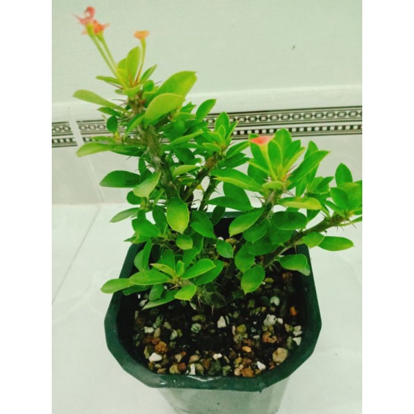 Xương rồng bát tiên mini mua năm tặng một