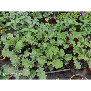 cải kale xoăn tím- kale xoăn xanh