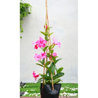 Cây hồng anh dây leo, Mandevilla sanderi - Trang Flowers