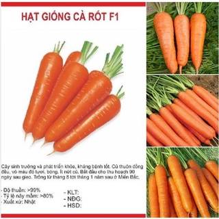 Hạt giống cà rốt chịu nhiệt - 1 gói 100 hạt